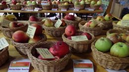 Große Apfelsortenausstellung
